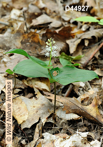 Canada Mayflower (Maianthemum canadense)